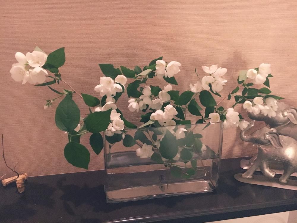 バイカウツギ(梅花空木)　白い花