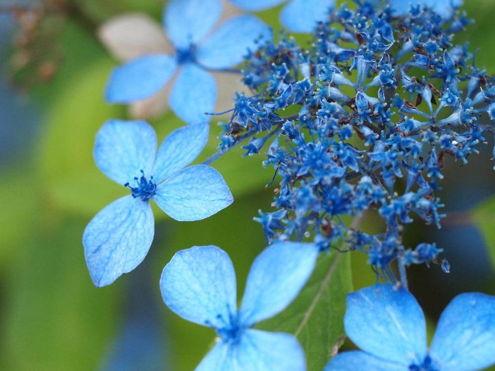 ヤマアジサイ　青い花