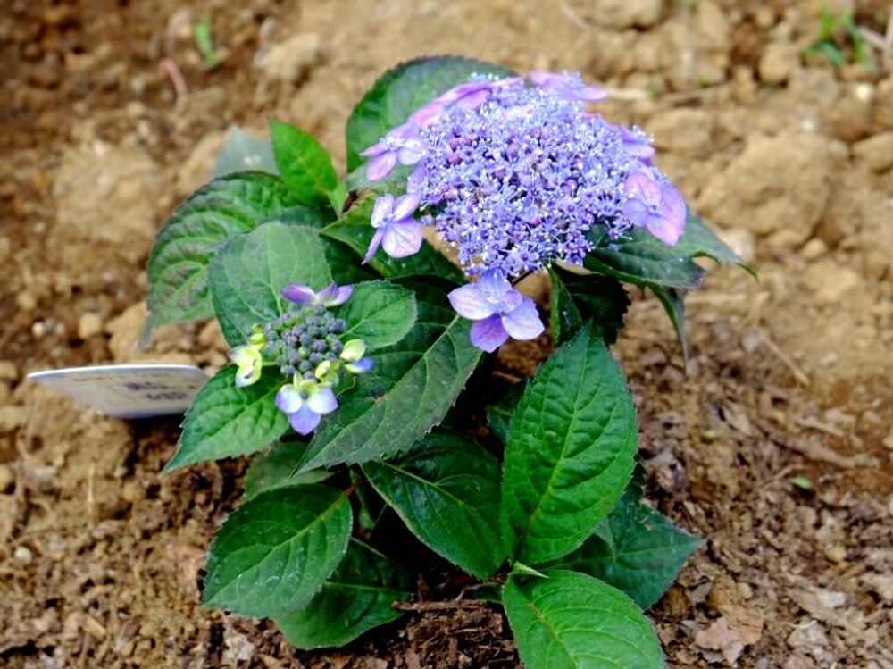 ヤマアジサイ　紫の花　地植え