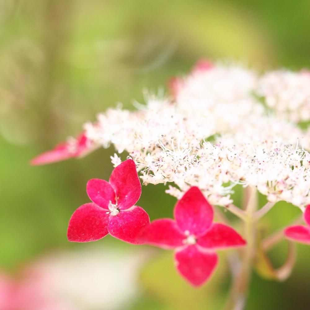 Photo by YAYOさん