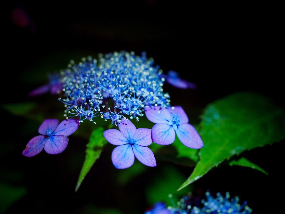 ヤマアジサイ　青い花