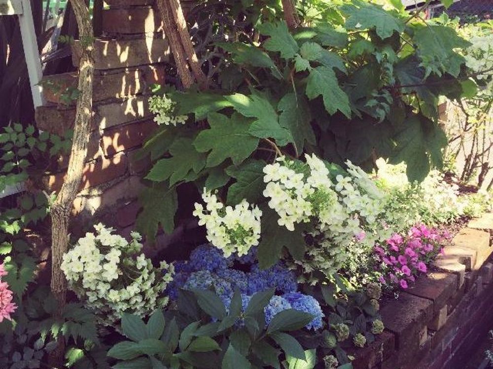 カシワバアジサイ　花壇