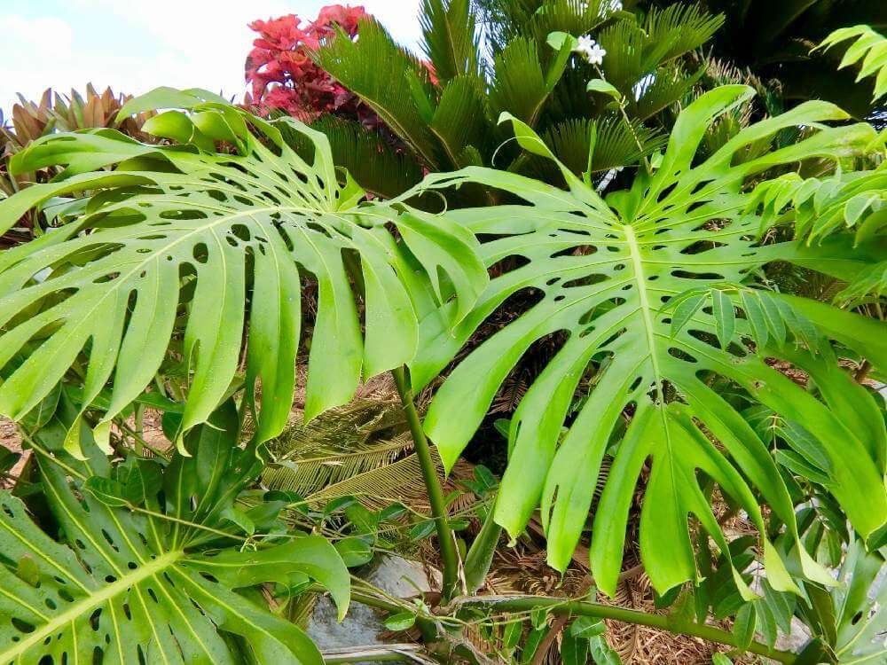 モンステラ　葉