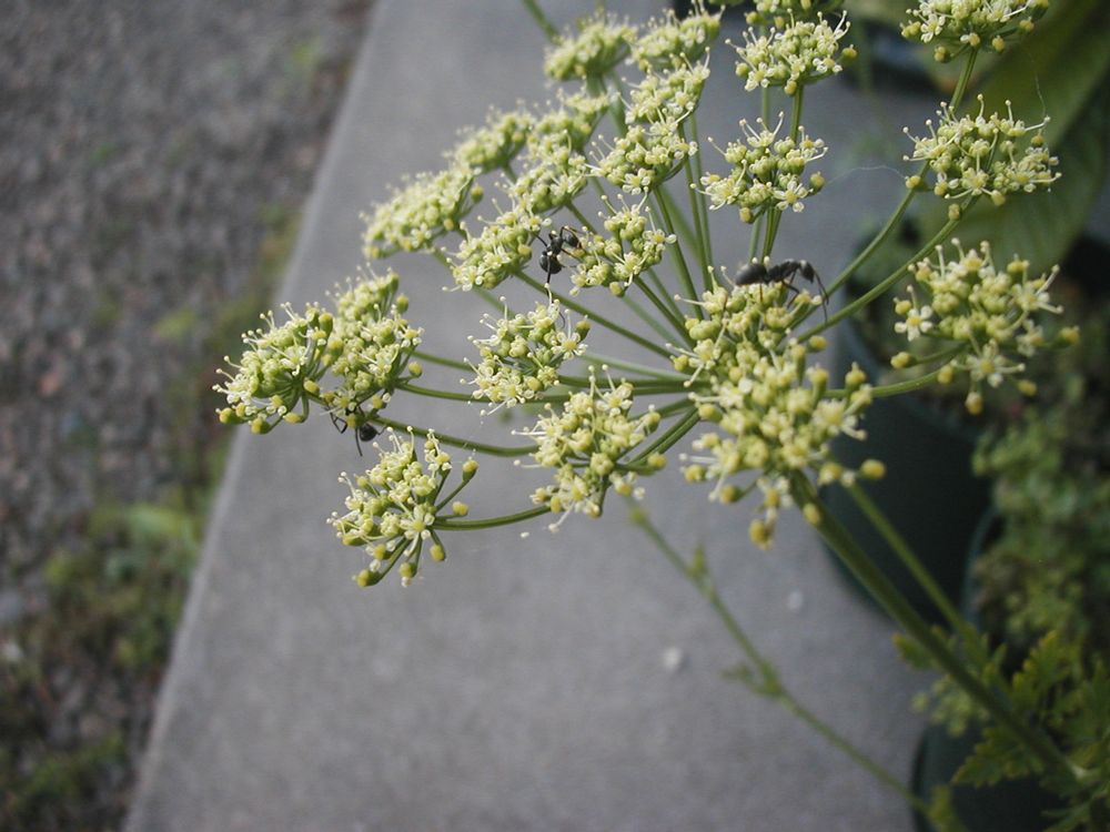イタリアンパセリ　花