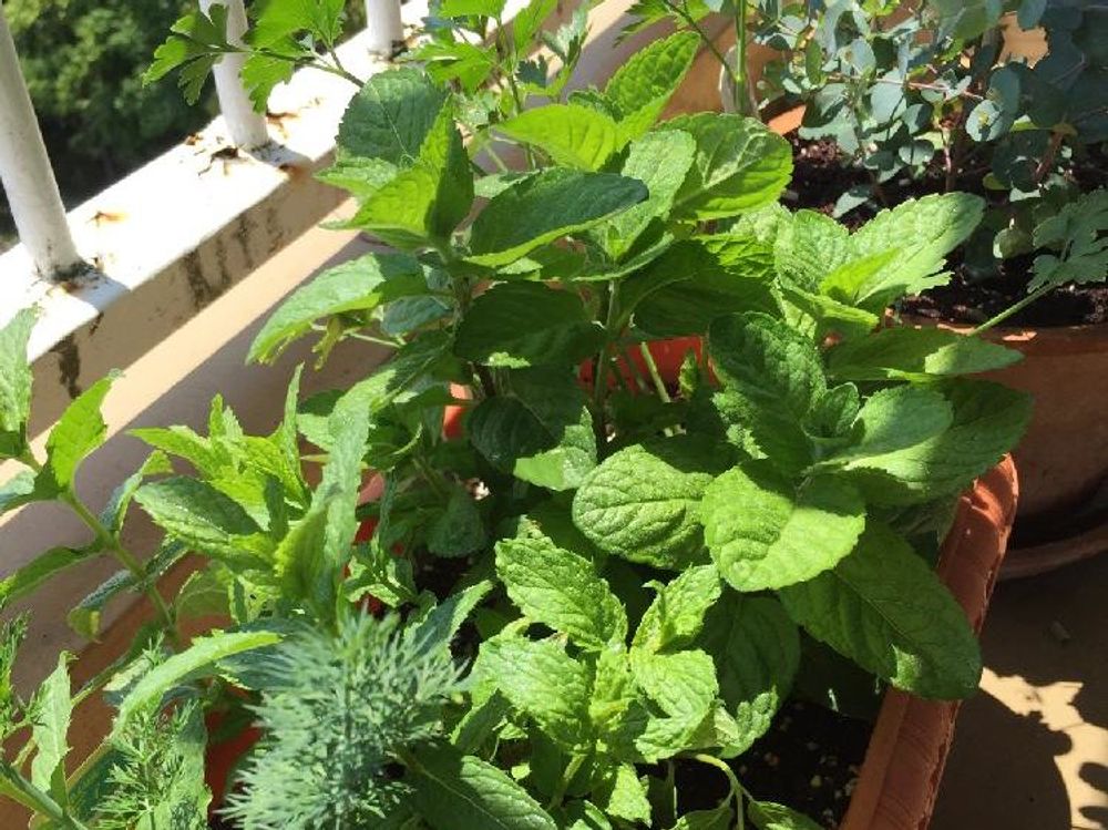 イタリアンパセリ　鉢植え