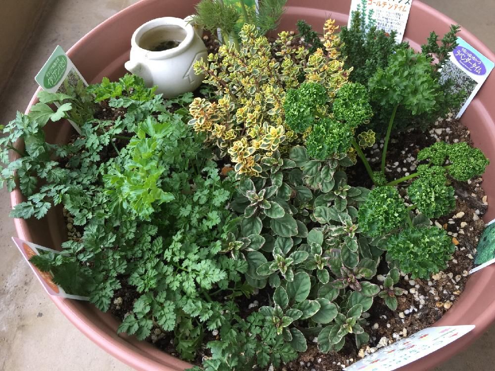 イタリアンパセリ　寄植え　鉢植え