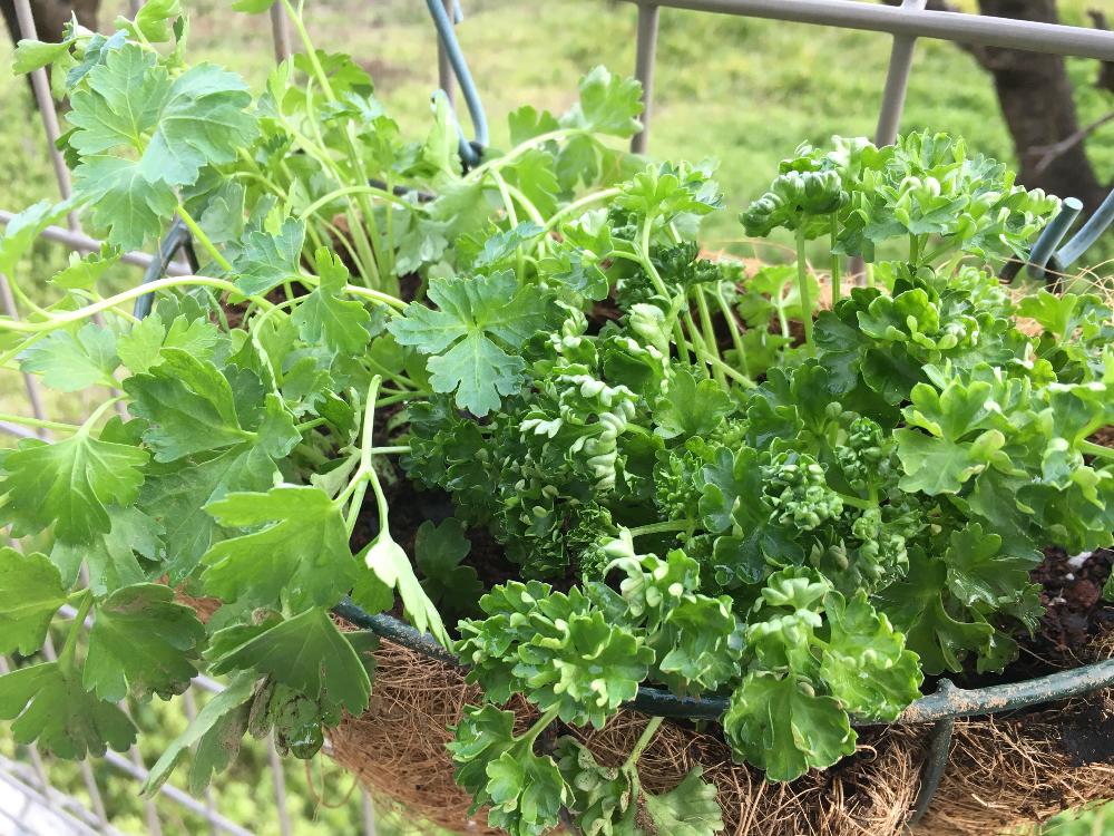 イタリアンパセリの育て方 種まきや植え付けの方法は Greensnap グリーンスナップ
