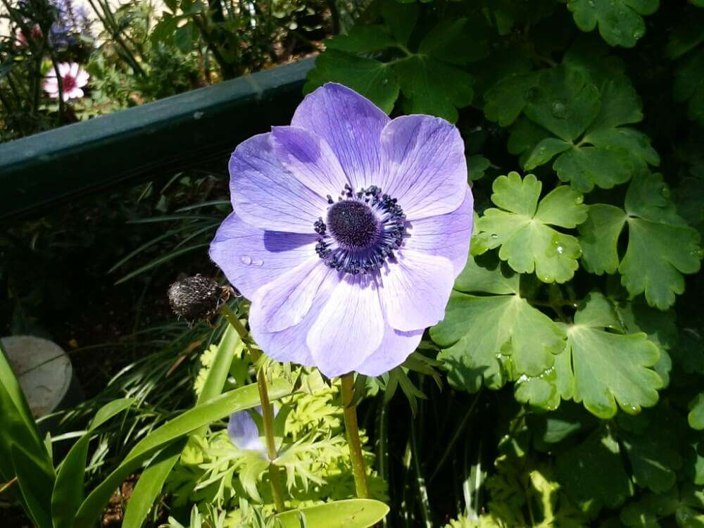 アネモネ　紫の花