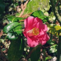 椿(ツバキ)の育て方｜植え替えの時期や方法は？肥料のやり方は？の画像
