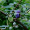 ブルーベリーの育て方｜鉢植え栽培はかんたん？苗の植え方、結実のコツは？の画像