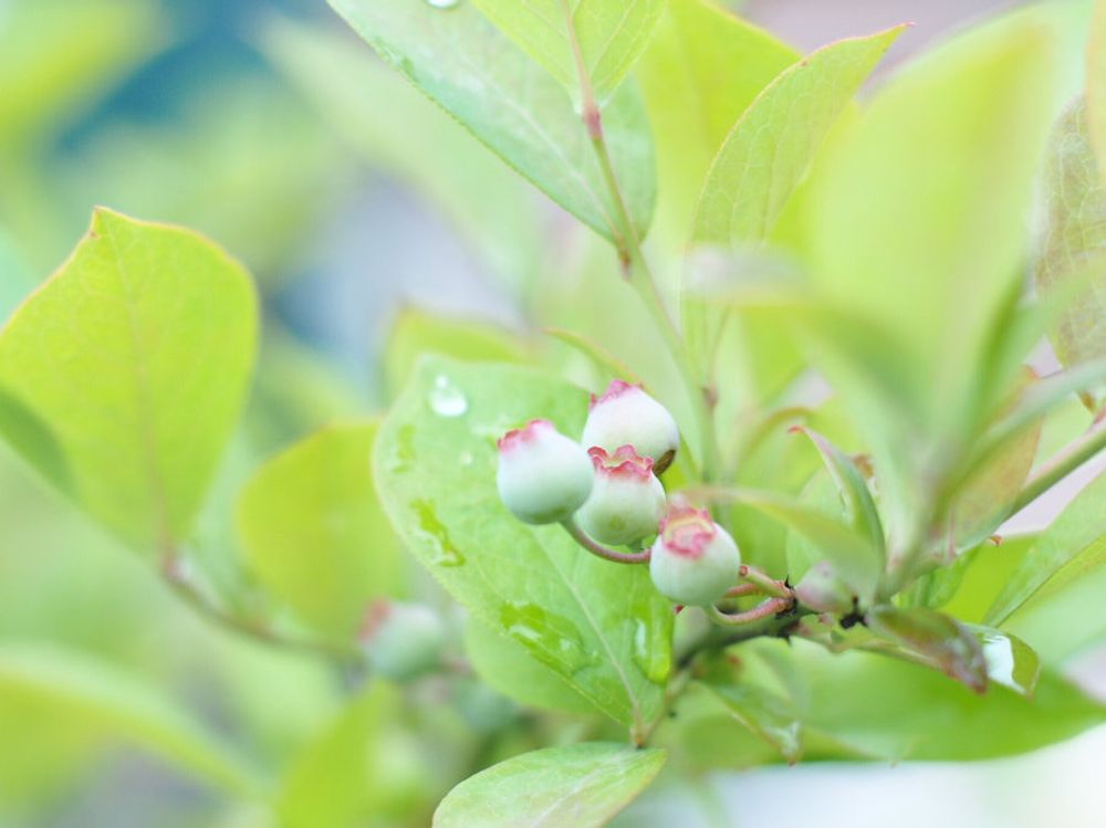 ブルーベリー　緑色の実