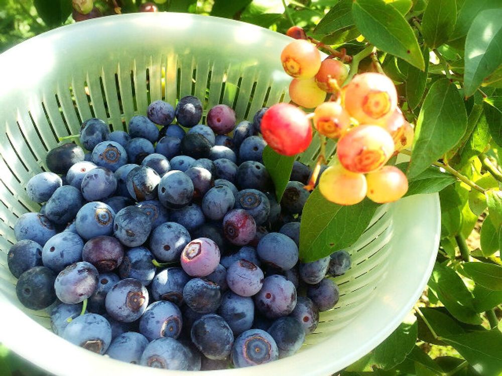 ブルーベリー　実　収穫