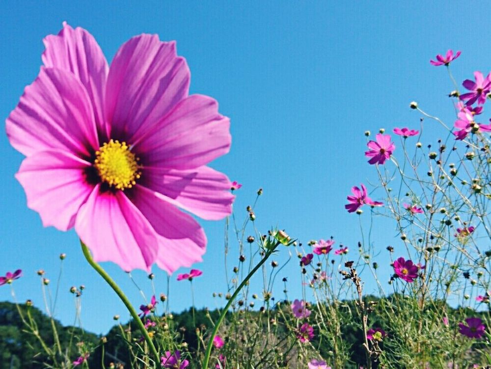 コスモス(秋桜)　ピンク色の花　青空