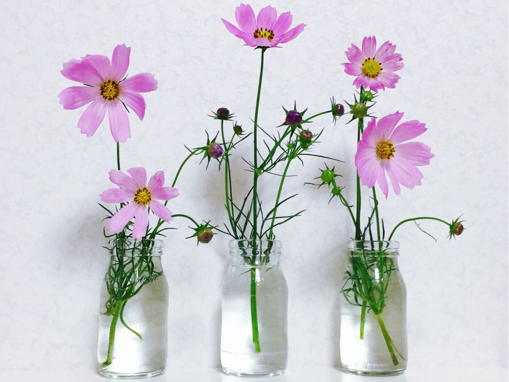 コスモス(秋桜)　ガラス瓶　ピンク色の花　生花