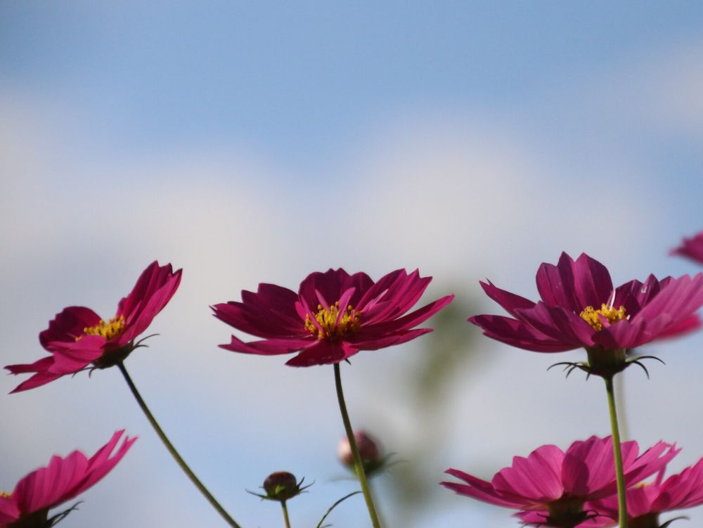 コスモス(秋桜)　紅色の花