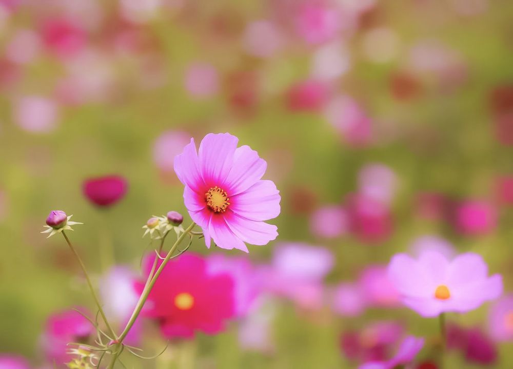 コスモス(秋桜)　ピンク色の花
