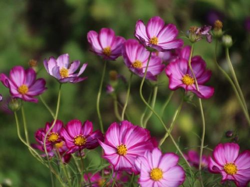 コスモス 秋桜 の育て方 種まきの時期は 苗の植え方や摘心の方法は Greensnap グリーンスナップ コスモス 秋桜 の育て方 種まきの時期は 苗の植え方や摘心の方法は Greensnap グリーンスナップ