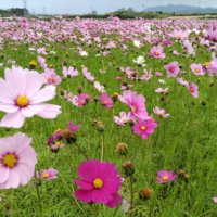 コスモス(秋桜)の育て方｜種まきの時期は？苗の植え方や摘心の方法は？の画像