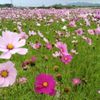 コスモス(秋桜)の育て方｜種まきの時期は？苗の植え方や摘心の方法は？の画像