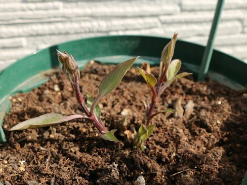 初心者もわかるクレマチスの育て方 植え替え時期は 鉢植え 地植え別のコツは Greensnap グリーンスナップ