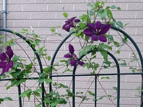 クレマチスの花言葉 代表的な意味や由来は 花の咲き方や色は Greensnap グリーンスナップ