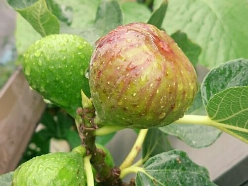 いちじくの育て方 植え付けや肥料の与え方は 鉢植え栽培もできる Greensnap グリーンスナップ