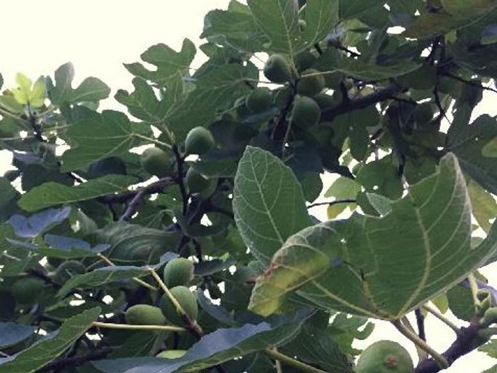 イチジク　葉　実