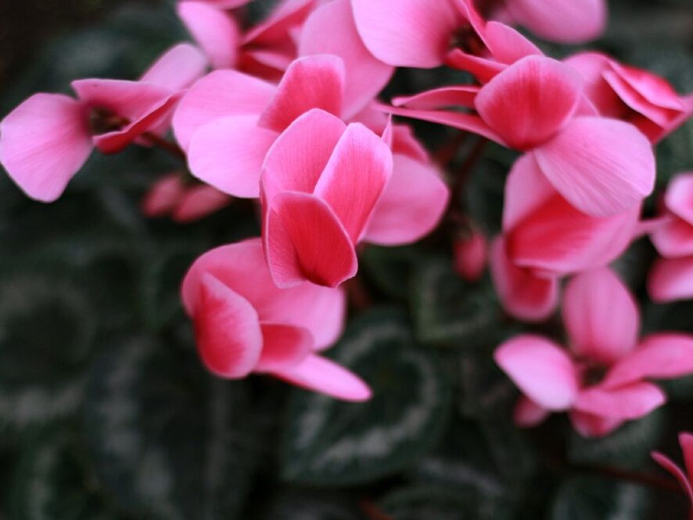 シクラメン　ピンク色の花