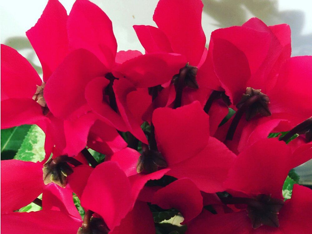 シクラメン 花