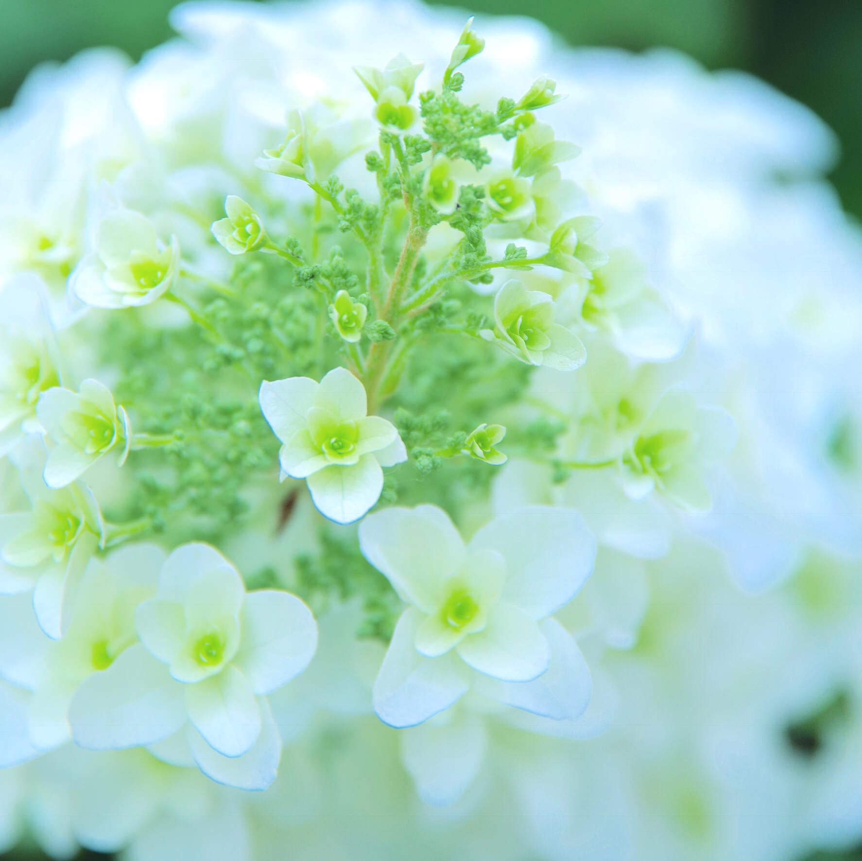 最高のコレクション カシワバアジサイ 花言葉 誕生 日 ライン 友達