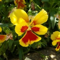 パンジーの育て方｜苗を植える時期と植え方は？水やりや肥料の頻度は？の画像