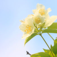 バイカウツギ(梅花空木)の育て方｜植え付けの時期や水やりの頻度は？の画像