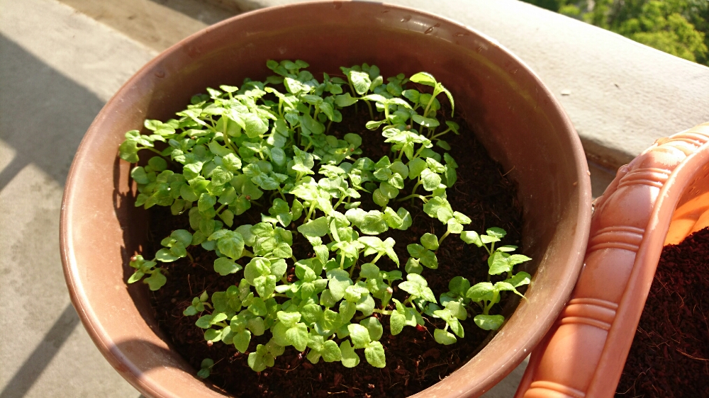 シソの育て方 種まきの時期やプランター栽培の方法は Greensnap グリーンスナップ