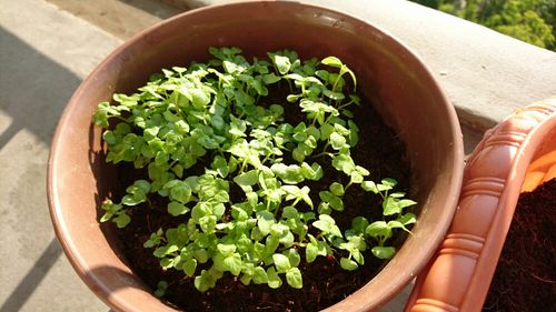 シソ 大葉 の育て方 種まきの時期は プランター栽培の方法は Greensnap グリーンスナップ