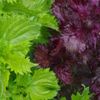 大葉(シソ)の育て方｜種まきの時期や苗を植える時期は？摘心で収穫量UP！の画像