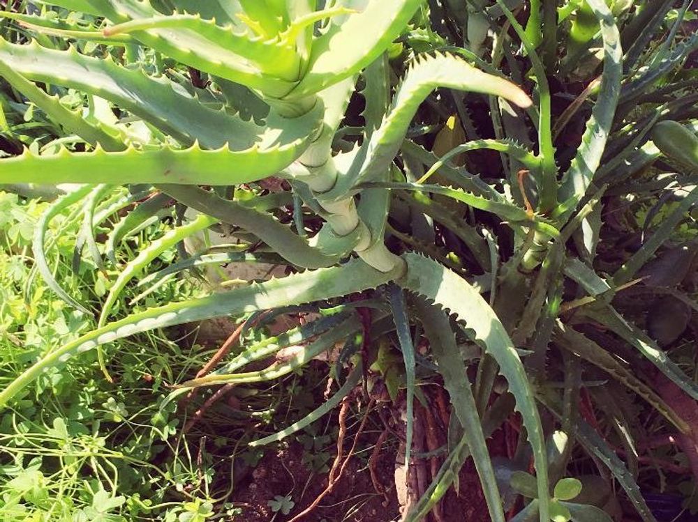 キダチアロエ　葉　地植え