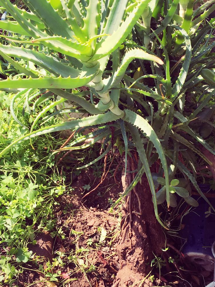 キダチアロエの育て方 水やり方法や植え替え時期は 増やし方は Greensnap グリーンスナップ