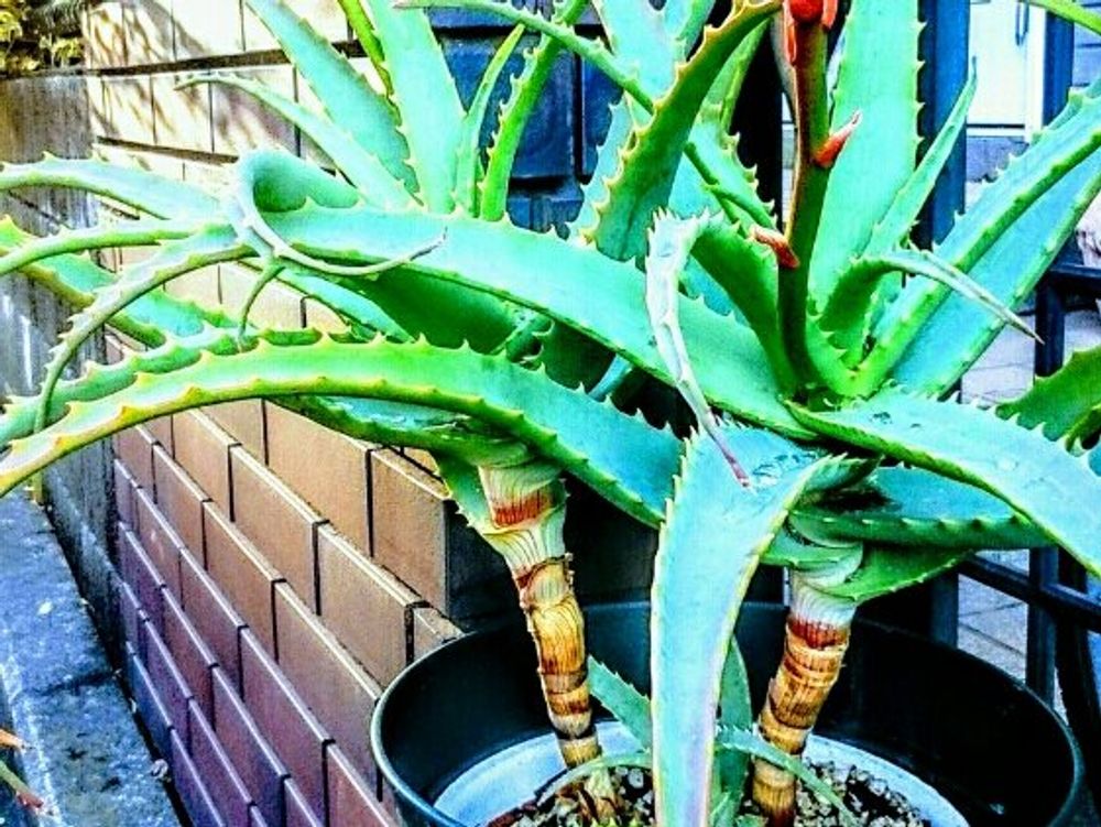 キダチアロエ　葉　鉢植え　