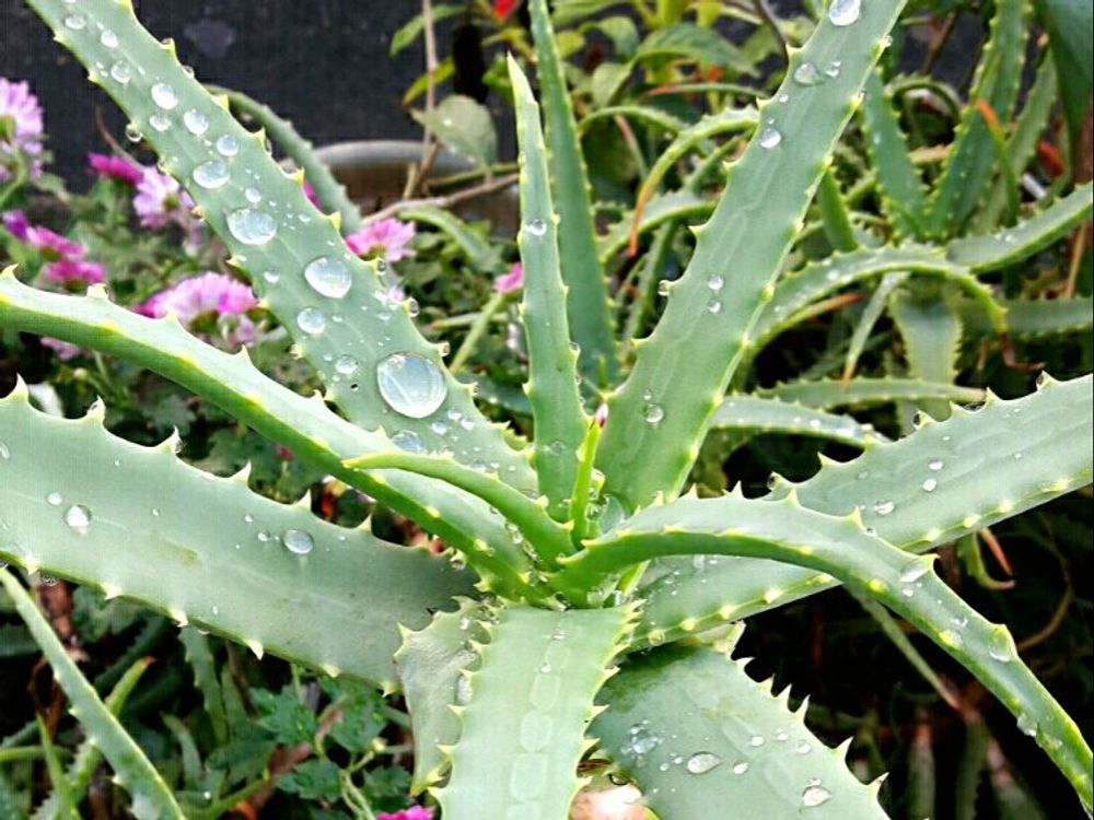 キダチアロエ　葉　水滴