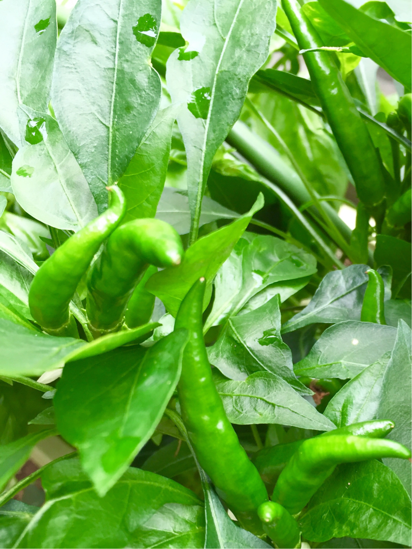 唐辛子 トウガラシ の育て方 種まきや苗植えの時期は プランター栽培もできる Greensnap グリーンスナップ