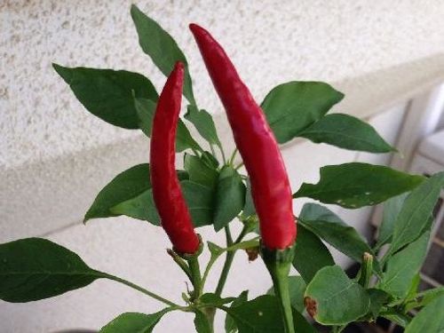 唐辛子 トウガラシ の育て方 種まきや苗植えの時期は プランター栽培もできる Greensnap グリーンスナップ