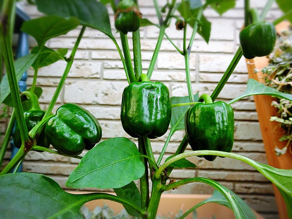 Photo by Audreyさん