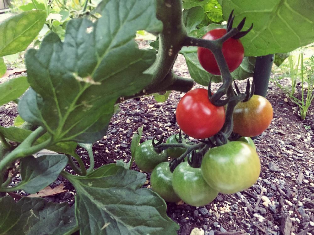 トマトの育て方 地植えでもプランターでも簡単に栽培できる Greensnap グリーンスナップ