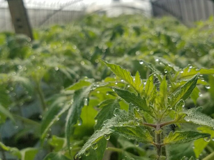トマトの育て方 プランターで栽培するコツは 水やりの頻度は Greensnap グリーンスナップ