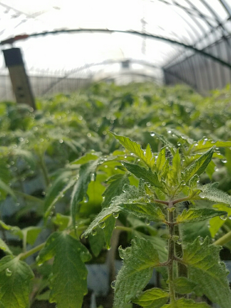 トマトの育て方 地植えでもプランターでも簡単に栽培できる Greensnap グリーンスナップ