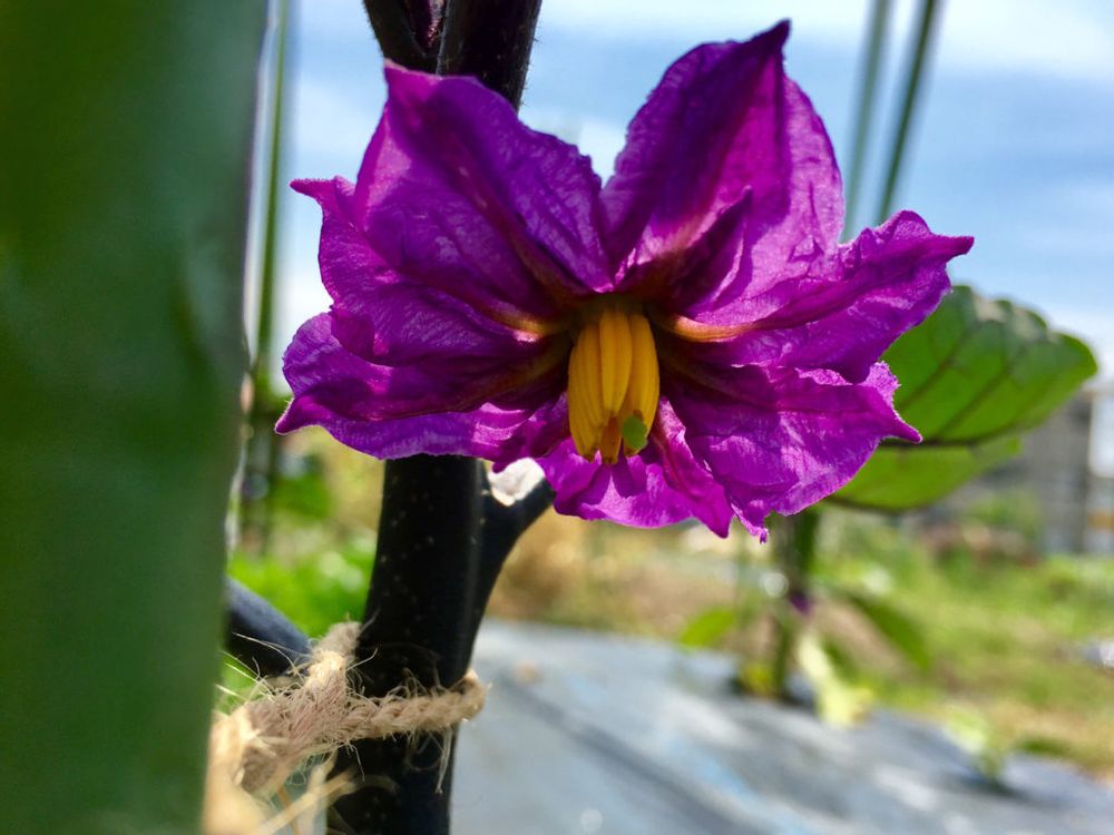 ナス　紫の花