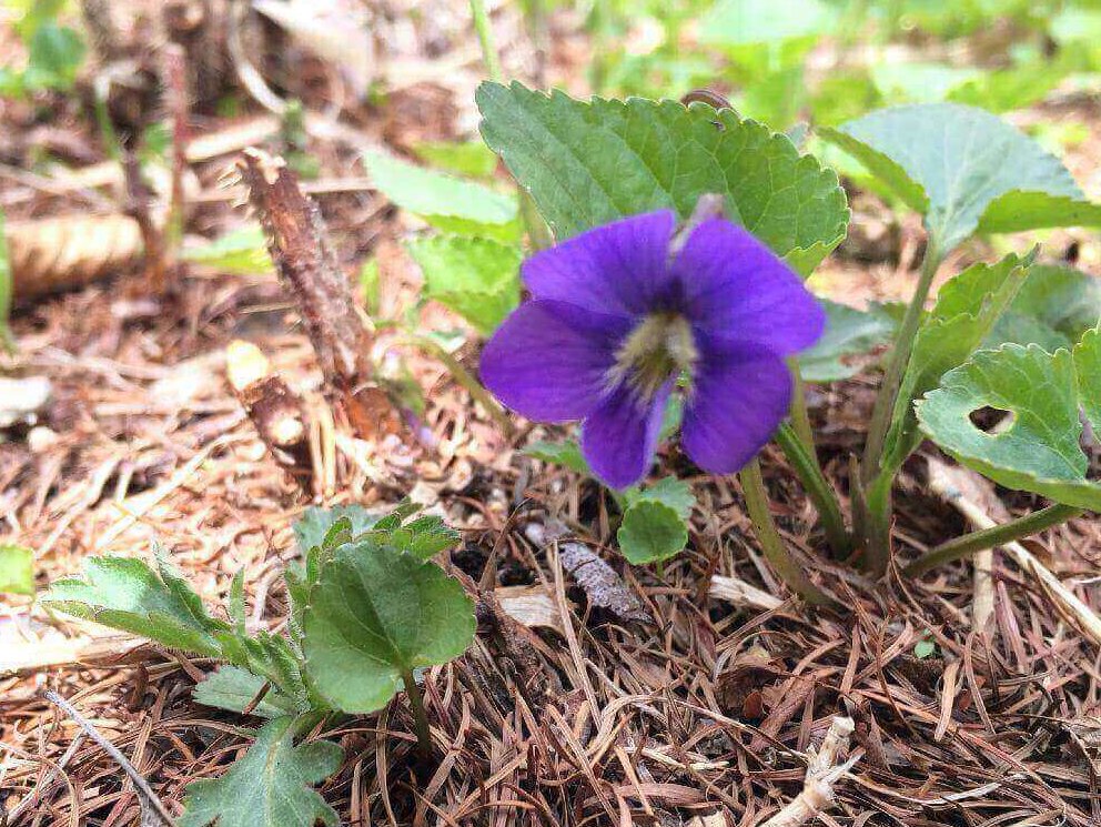 スミレ　地植え　紫色の花