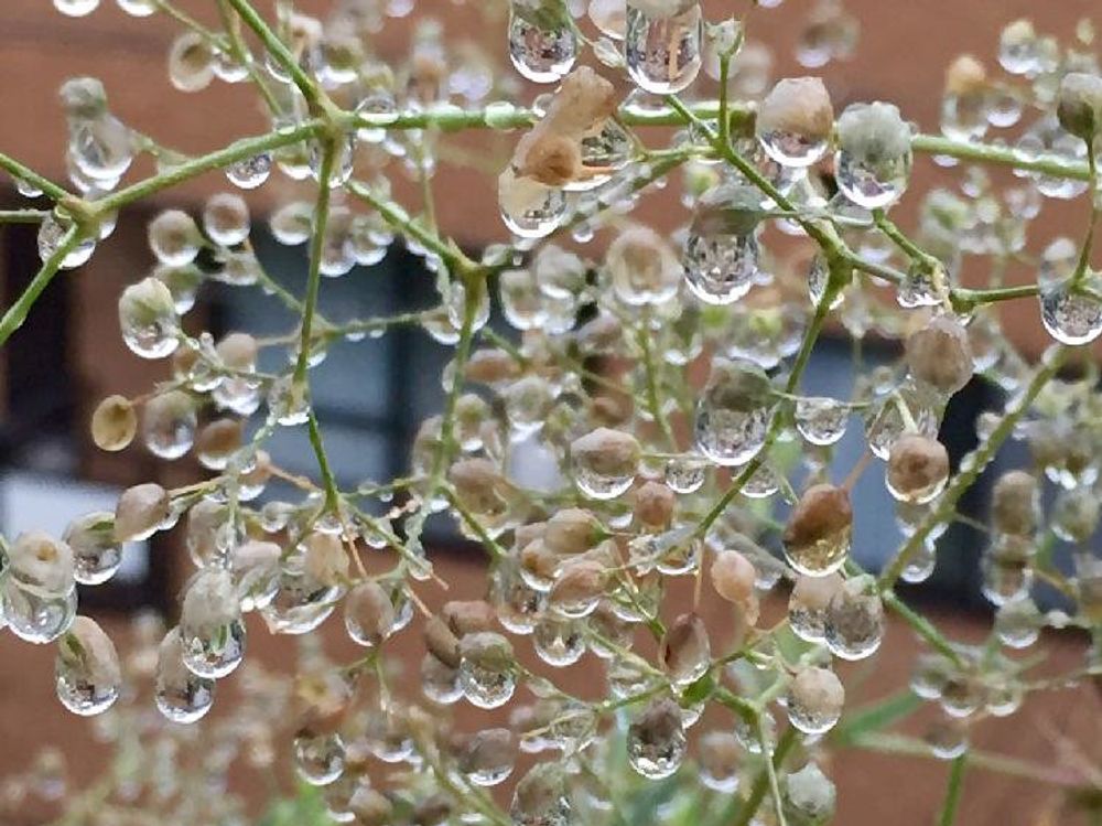 かすみ草(カスミソウ)　水やり