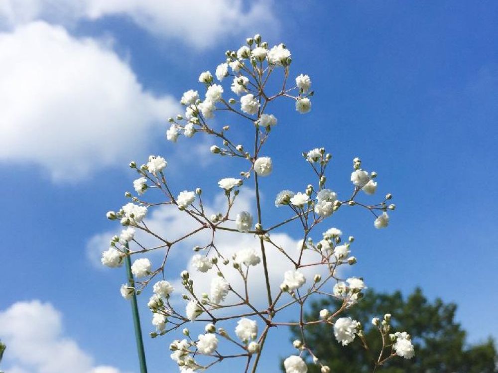 かすみ草(カスミソウ)　白い花