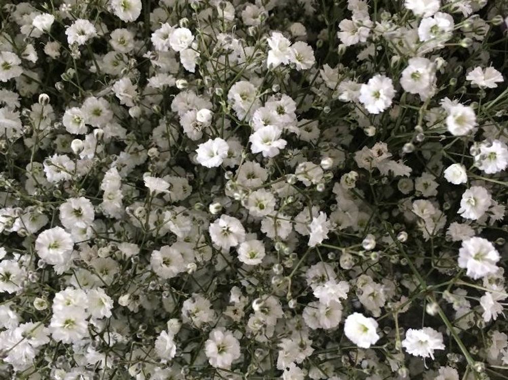 かすみ草(カスミソウ)　白い花